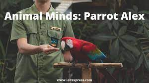 Animal minds: Parrot Alex
