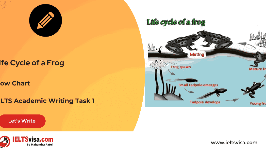 Task 1 – Flow chart -Life Cycle of a Frog